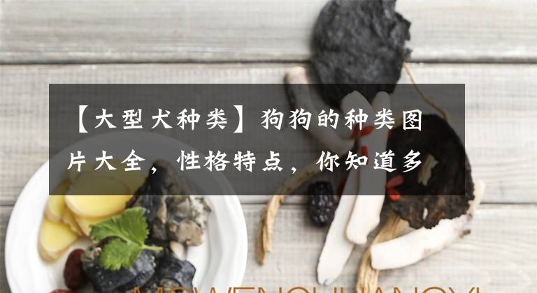 【大型犬种类】狗狗的种类图片大全，性格特点，你知道多少