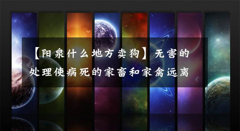 【阳泉什么地方卖狗】无害的处理使病死的家畜和家禽远离市场