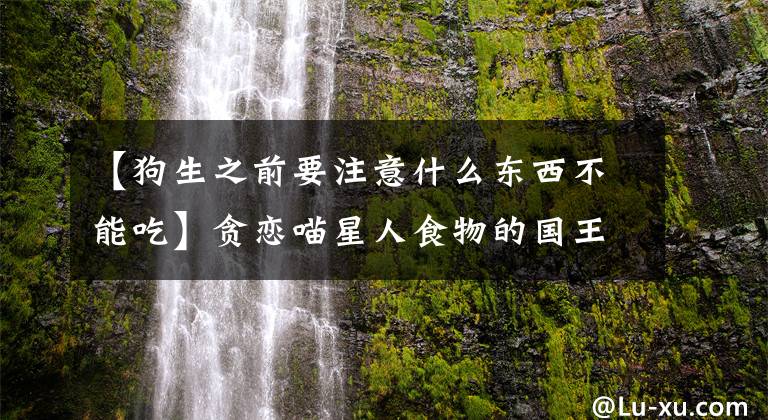 【狗生之前要注意什么东西不能吃】贪恋喵星人食物的国王，狗生到了如此凄凉的地步