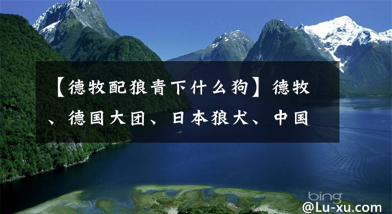 【德牧配狼青下什么狗】德牧、德国大团、日本狼犬、中国田园交配：苏联红犬，果然霸气