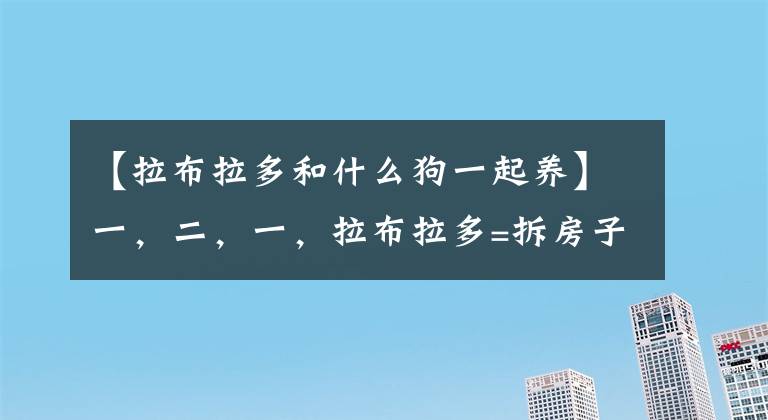 【拉布拉多和什么狗一起养】一，二，一，拉布拉多=拆房子？