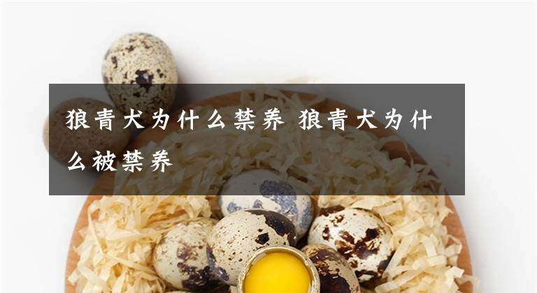 狼青犬为什么禁养 狼青犬为什么被禁养