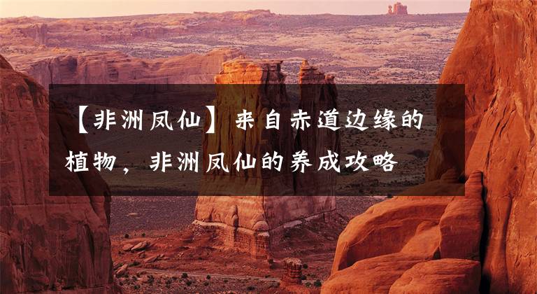 【非洲凤仙】来自赤道边缘的植物，非洲凤仙的养成攻略
