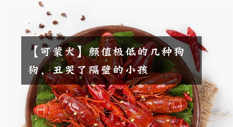 【可蒙犬】颜值极低的几种狗狗，丑哭了隔壁的小孩