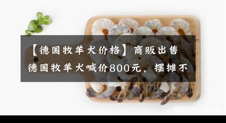 【德国牧羊犬价格】商贩出售德国牧羊犬喊价800元，摆摊不久便引来有意向的顾客！