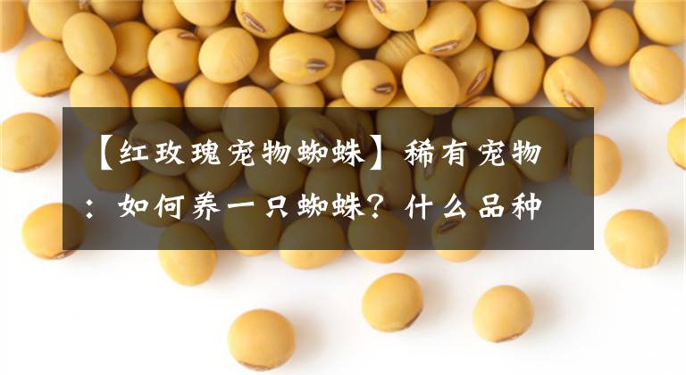 【红玫瑰宠物蜘蛛】稀有宠物：如何养一只蜘蛛？什么品种可以饲养？最后一个最犀利！