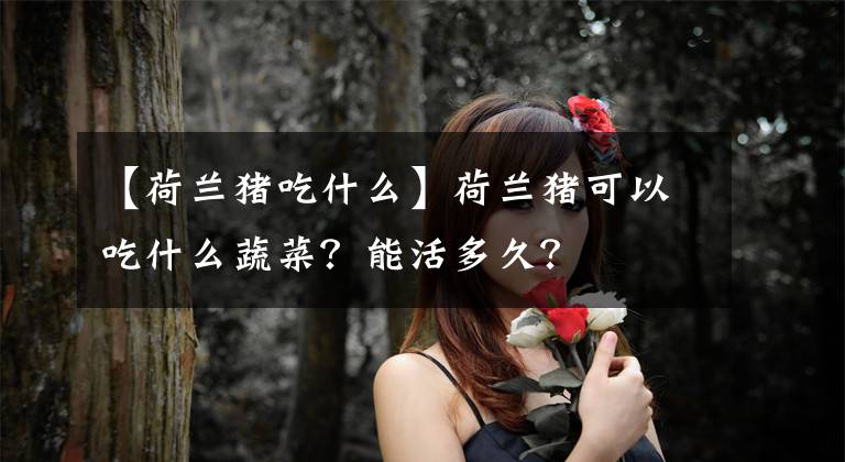【荷兰猪吃什么】荷兰猪可以吃什么蔬菜？能活多久？