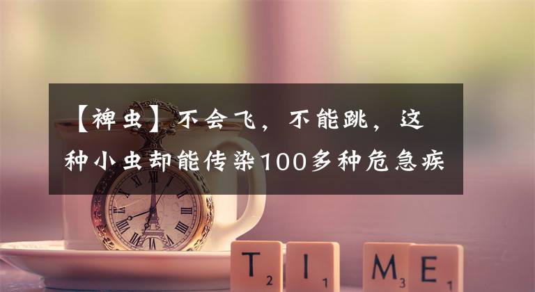 【裨虫】不会飞，不能跳，这种小虫却能传染100多种危急疾病，夏季要严防
