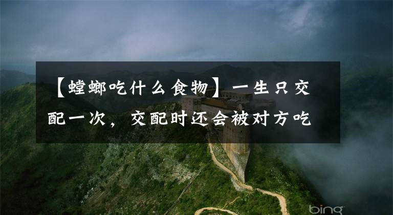 【螳螂吃什么食物】一生只交配一次，交配时还会被对方吃掉，雄螳螂的价值只是交配吗