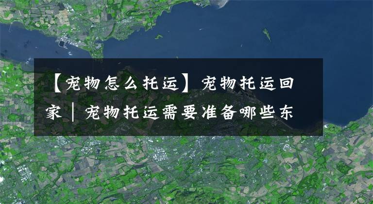 【宠物怎么托运】宠物托运回家｜宠物托运需要准备哪些东西