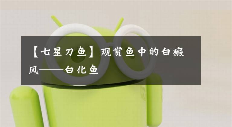 【七星刀鱼】观赏鱼中的白癜风——白化鱼