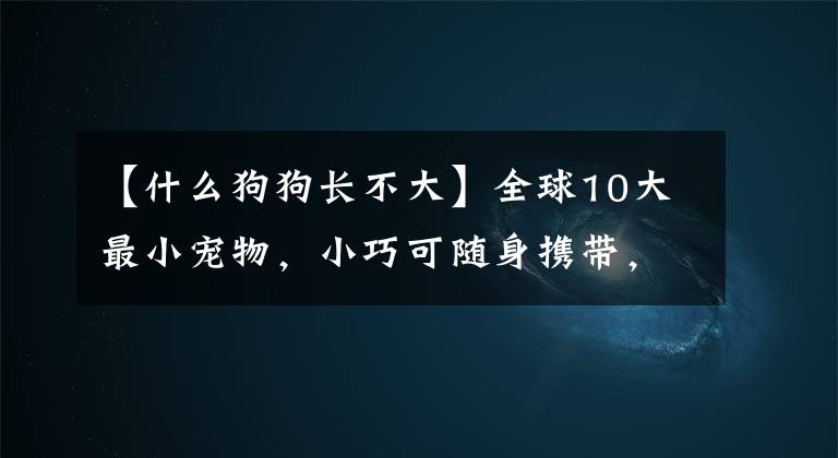 【什么狗狗长不大】全球10大最小宠物，小巧可随身携带，第三个《疯狂动物城》原型