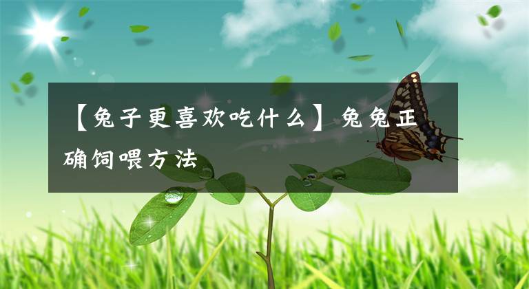 【兔子更喜欢吃什么】兔兔正确饲喂方法