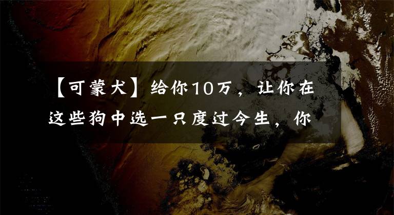 【可蒙犬】给你10万，让你在这些狗中选一只度过今生，你会怎么选？