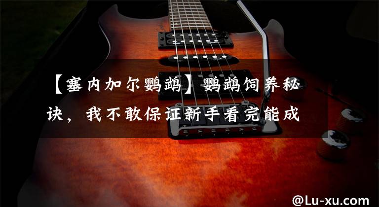 【塞内加尔鹦鹉】鹦鹉饲养秘诀，我不敢保证新手看完能成为大师，至少能够入门了