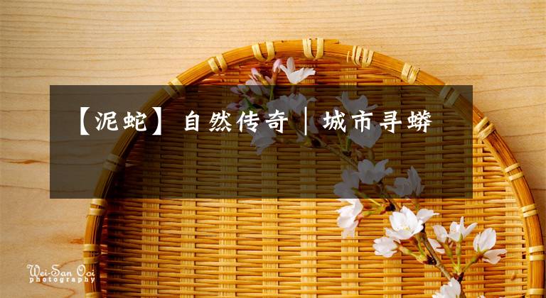 【泥蛇】自然传奇｜城市寻蟒