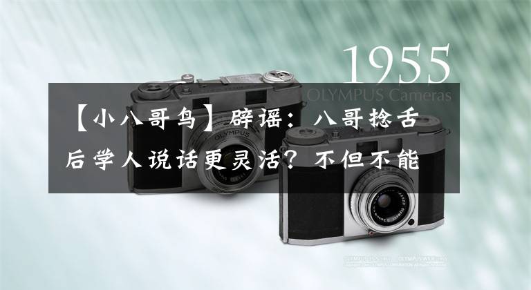 【小八哥鸟】辟谣：八哥捻舌后学人说话更灵活？不但不能，还会让八哥感到痛苦