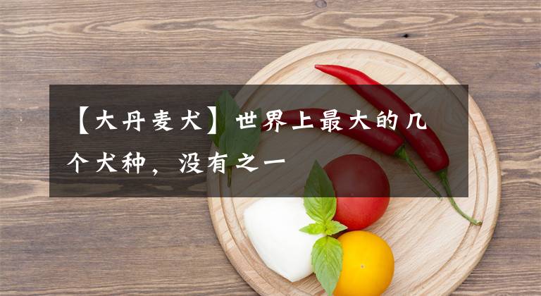【大丹麦犬】世界上最大的几个犬种，没有之一