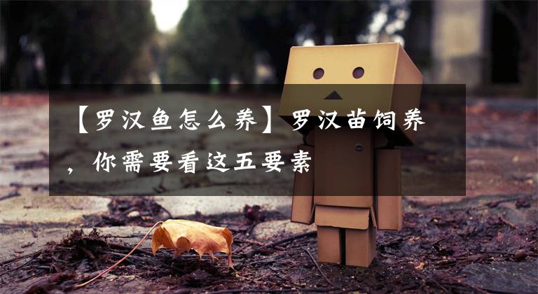【罗汉鱼怎么养】罗汉苗饲养，你需要看这五要素