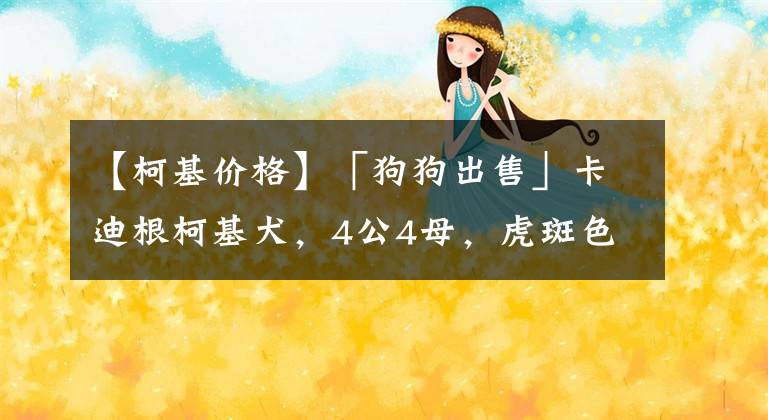 【柯基价格】「狗狗出售」卡迪根柯基犬，4公4母，虎斑色黑白色都有，一个月