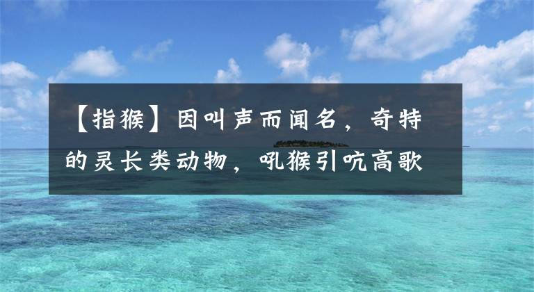 【指猴】因叫声而闻名，奇特的灵长类动物，吼猴引吭高歌