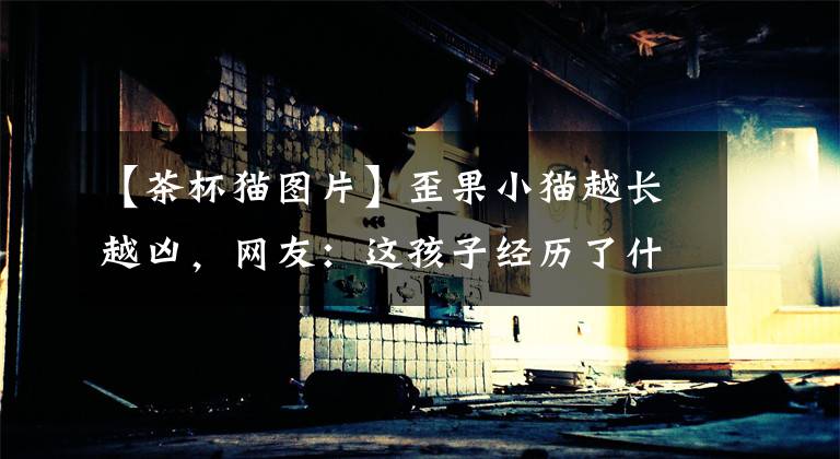 【茶杯猫图片】歪果小猫越长越凶，网友：这孩子经历了什么…
