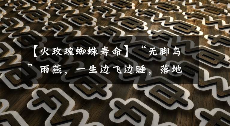 【火玫瑰蜘蛛寿命】“无脚鸟”雨燕，一生边飞边睡，落地等于死亡，它如何繁衍后代？