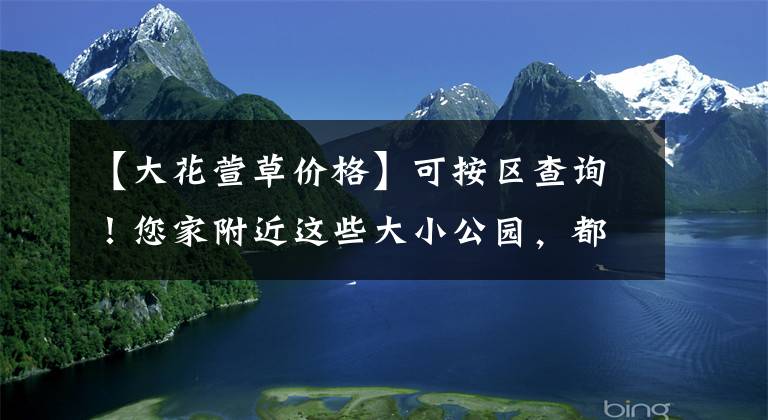【大花萱草价格】可按区查询！您家附近这些大小公园，都是赏春花的好去处