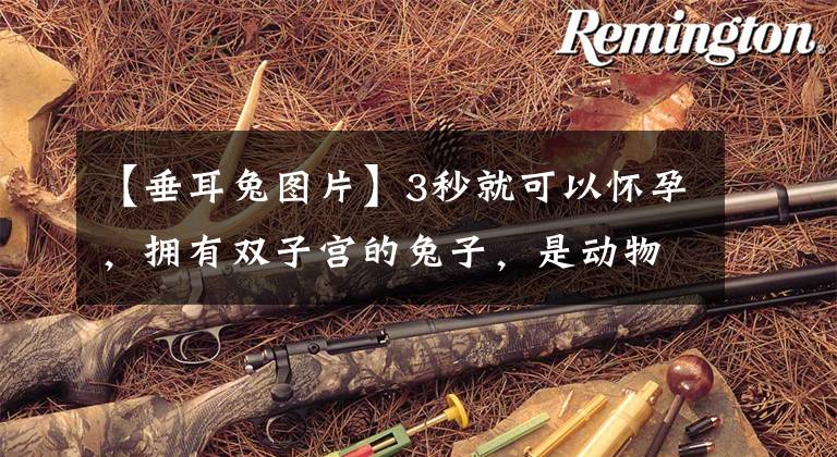 【垂耳兔图片】3秒就可以怀孕，拥有双子宫的兔子，是动物界著名的生育机器