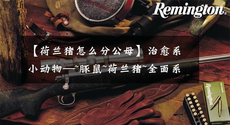 【荷兰猪怎么分公母】治愈系小动物—~豚鼠~荷兰猪~全面系统介绍 啮齿类宠物