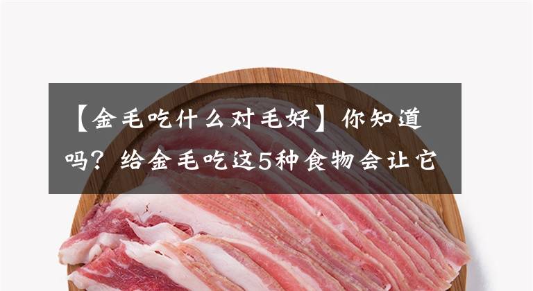 【金毛吃什么对毛好】你知道吗？给金毛吃这5种食物会让它“寿命延长”多陪你几年