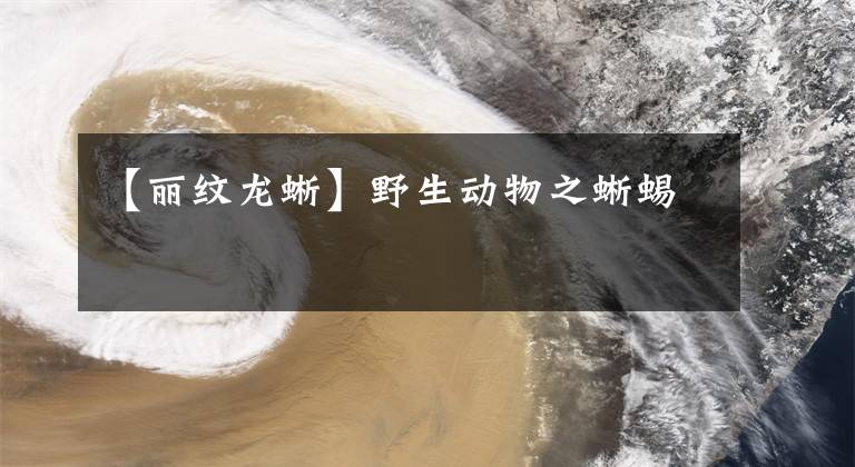 【丽纹龙蜥】野生动物之蜥蜴