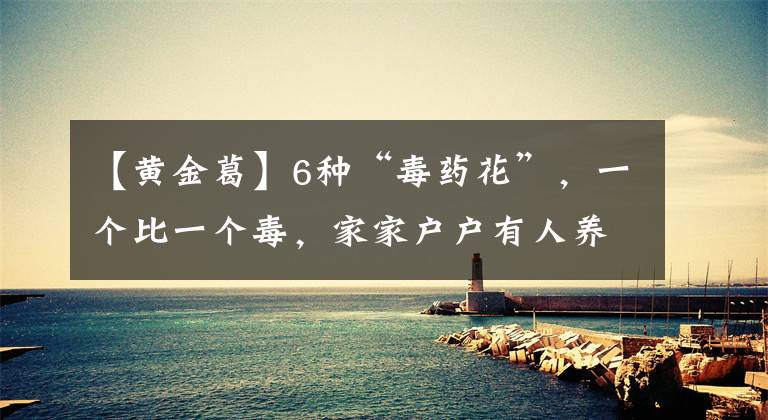 【黄金葛】6种“毒药花”，一个比一个毒，家家户户有人养，但很多人不知道