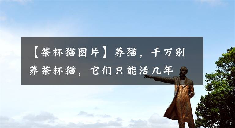 【茶杯猫图片】养猫，千万别养茶杯猫，它们只能活几年
