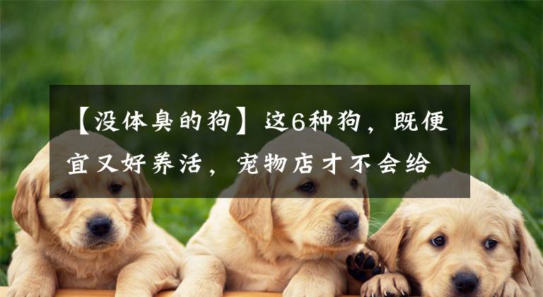 【没体臭的狗】这6种狗，既便宜又好养活，宠物店才不会给你推荐
