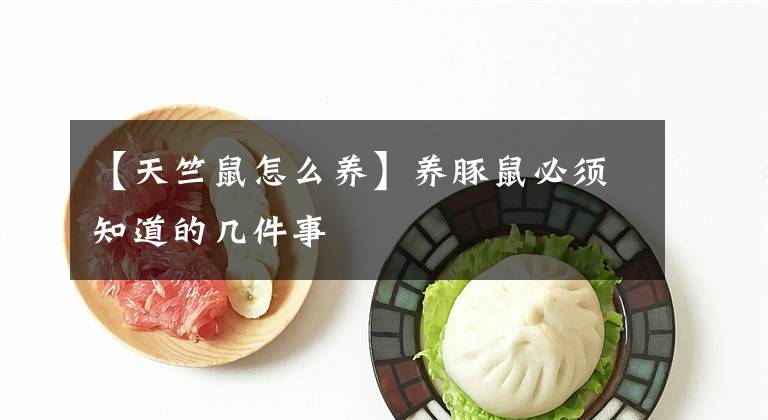 【天竺鼠怎么养】养豚鼠必须知道的几件事