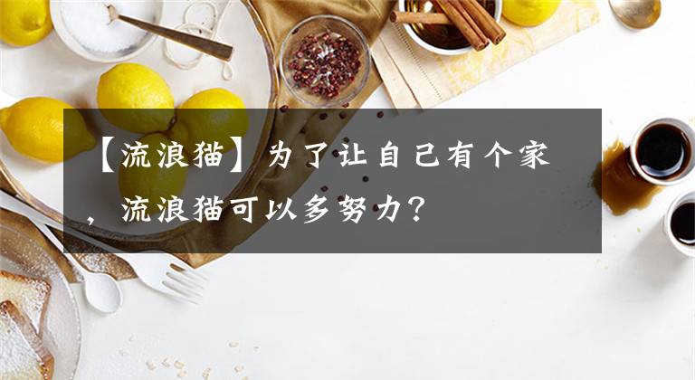 【流浪猫】为了让自己有个家，流浪猫可以多努力？