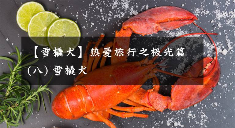 【雪橇犬】热爱旅行之极光篇(八) 雪橇犬