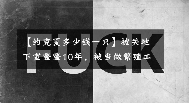【约克夏多少钱一只】被关地下室整整10年，被当做繁殖工具的约克夏从没见过阳光！