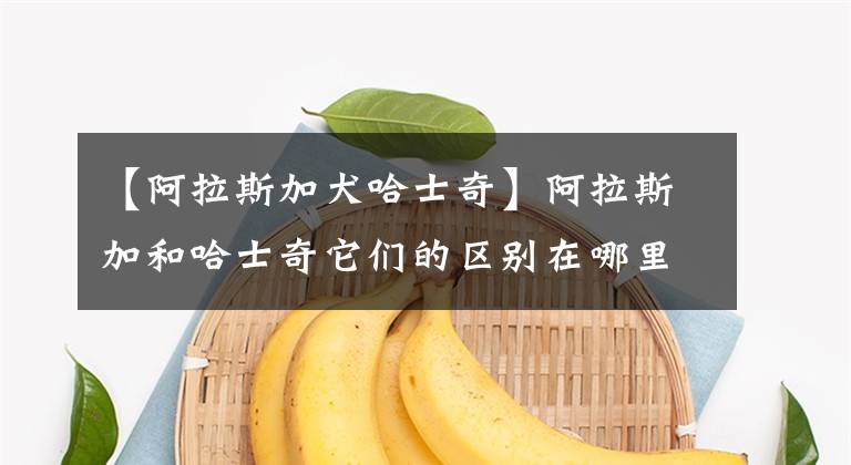 【阿拉斯加犬哈士奇】阿拉斯加和哈士奇它们的区别在哪里，谁更值钱一些呢，你喜欢哪个