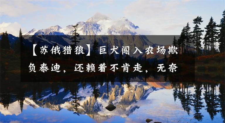 【苏俄猎狼】巨犬闯入农场欺负泰迪，还赖着不肯走，无奈收养后才知其身份