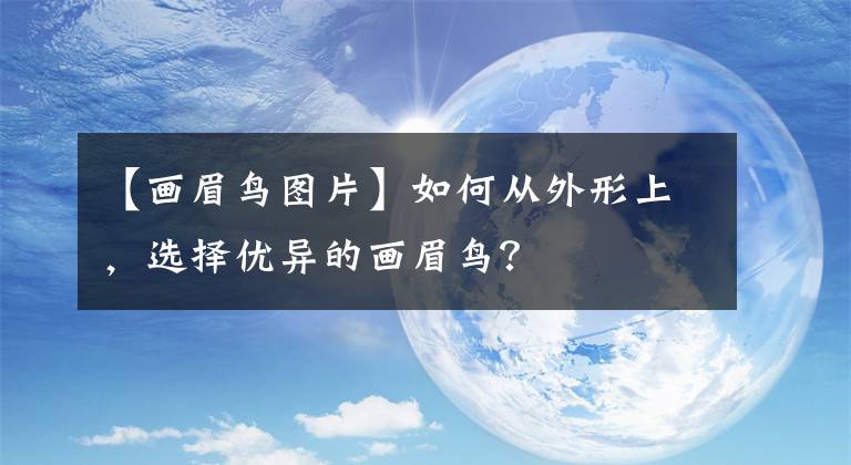 【画眉鸟图片】如何从外形上，选择优异的画眉鸟？