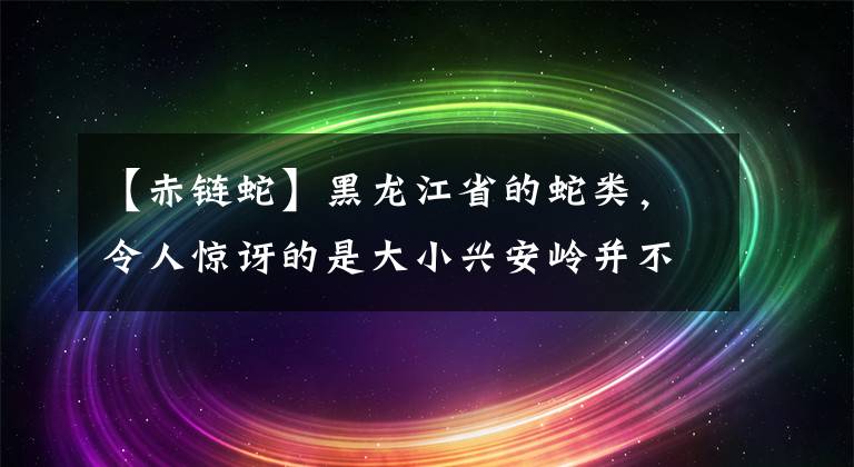 【赤链蛇】黑龙江省的蛇类，令人惊讶的是大小兴安岭并不是分布最多的地方