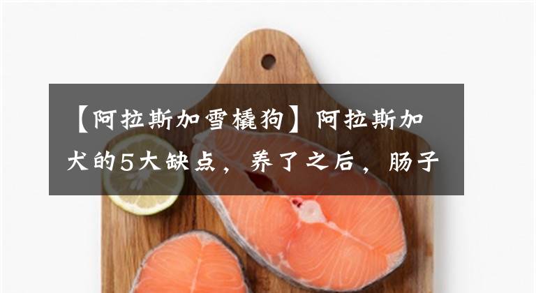 【阿拉斯加雪橇狗】阿拉斯加犬的5大缺点，养了之后，肠子都悔青了