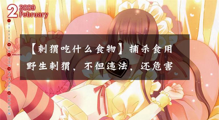 【刺猬吃什么食物】捕杀食用野生刺猬，不但违法，还危害公共安全