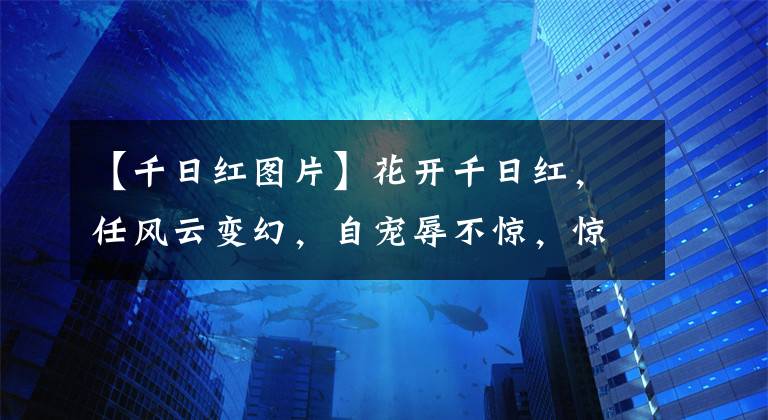 【千日红图片】花开千日红，任风云变幻，自宠辱不惊，惊艳了时光，温柔了岁月