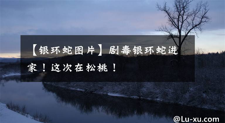 【银环蛇图片】剧毒银环蛇进家！这次在松桃！