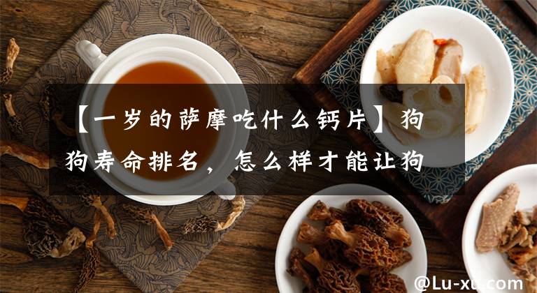 【一岁的萨摩吃什么钙片】狗狗寿命排名，怎么样才能让狗狗活得更久？