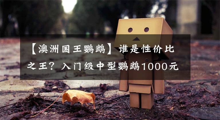 【澳洲国王鹦鹉】谁是性价比之王？入门级中型鹦鹉1000元左右和尚 吸蜜鹦鹉大比拼