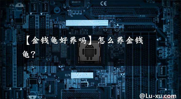 【金钱龟好养吗】怎么养金钱龟？